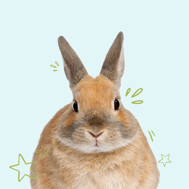 Favour Pet Foods